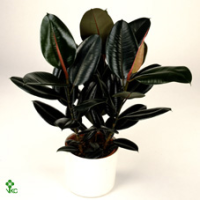 Ficus El Abidjan 14/48