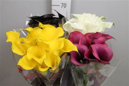 Zantedeschia Mix 80 sm X10