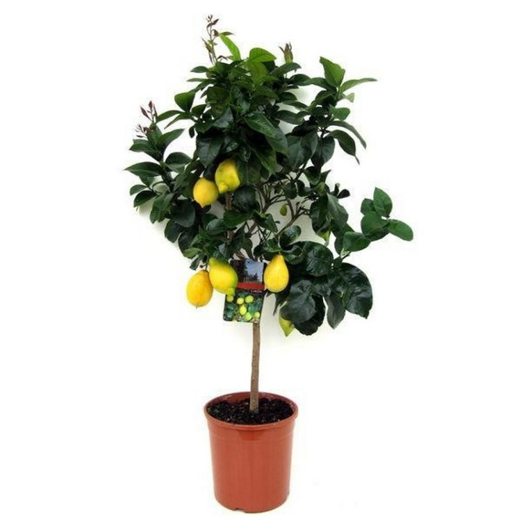 Citrus Meyer Lemon 19/65