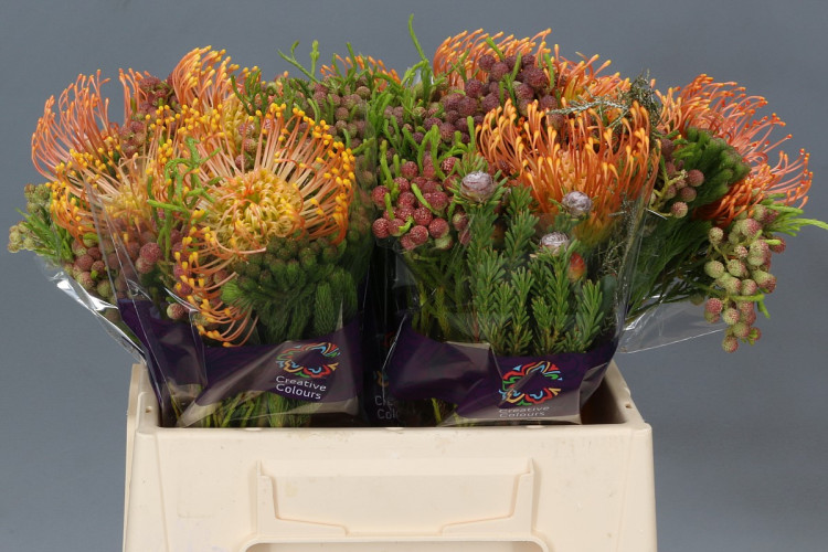 Leucadendron Nut High Gold