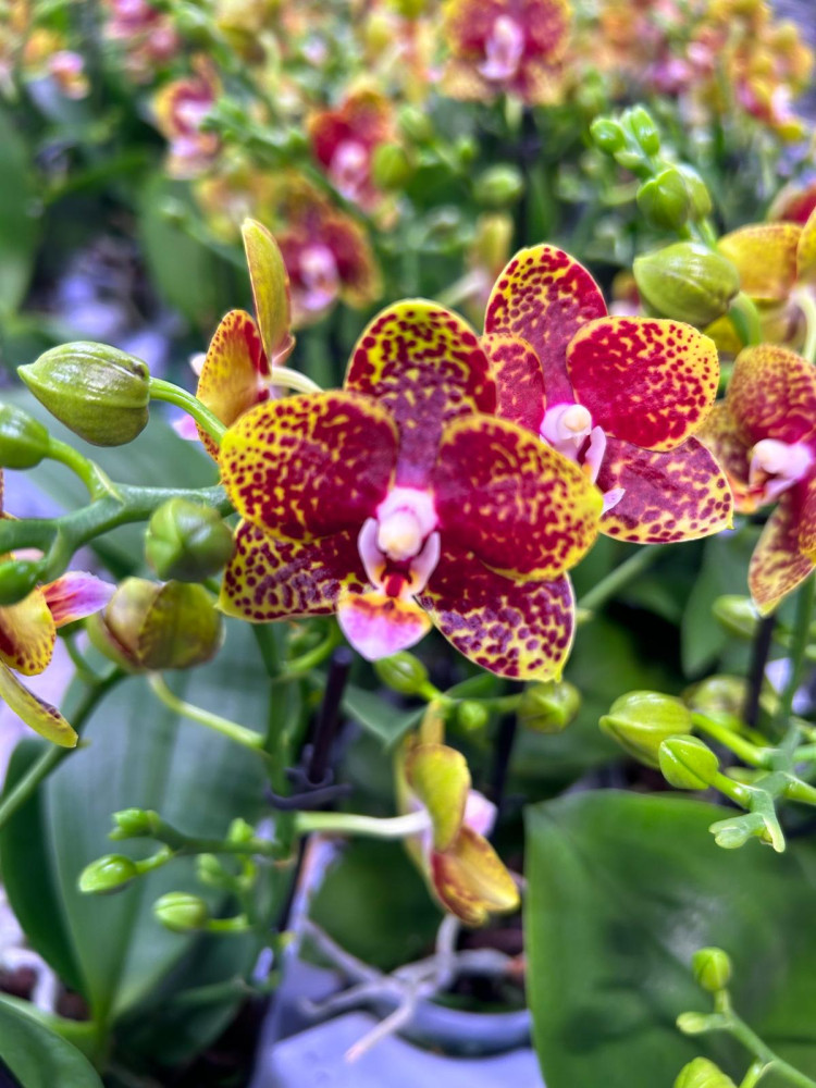 Phal 2-tak Bambula 12/65