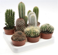 Cactus MIX 508/15 (140)
