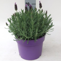 Lavandula Stoechas 14/30