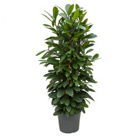 Ficus Benjamin Special Shapes 24/100