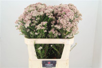 Ozothamnus Polak