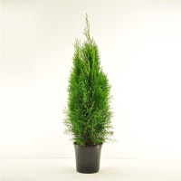Thuja Smaragd 510/33