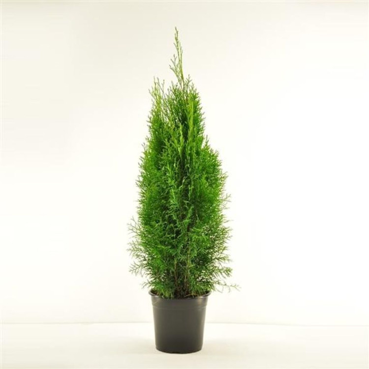 Thuja Smaragd 510/33