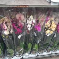 Phal 2-tak Levo Mix 12/80 - IMG-b60993cab90c872a2bd6765d89df6704-V