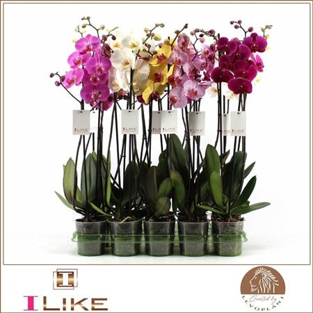 Phal 2-tak Levo Mix 12/80