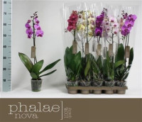 Phal 2-tak Phalaenova Exclusieve Mix 12/65