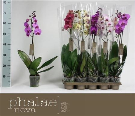 Phal 2-tak Phalaenova Exclusieve Mix 12/65