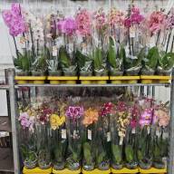 Phal 2-tak Phalaenova Exclusieve Mix 12/65 - зображення_viber_2025-08-06_17-10-28-153