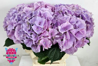 Hydr S Royal Benefit  X5 -60cm