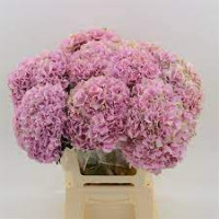 Hydr S Lima 65 cm X5