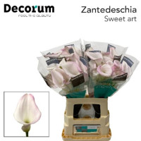 Zanted S Sweet Art X10 Holland