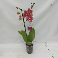 Phal 2-tak Flash 12/55