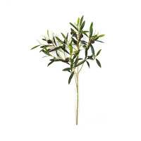 Pistacia Blad 50 sm