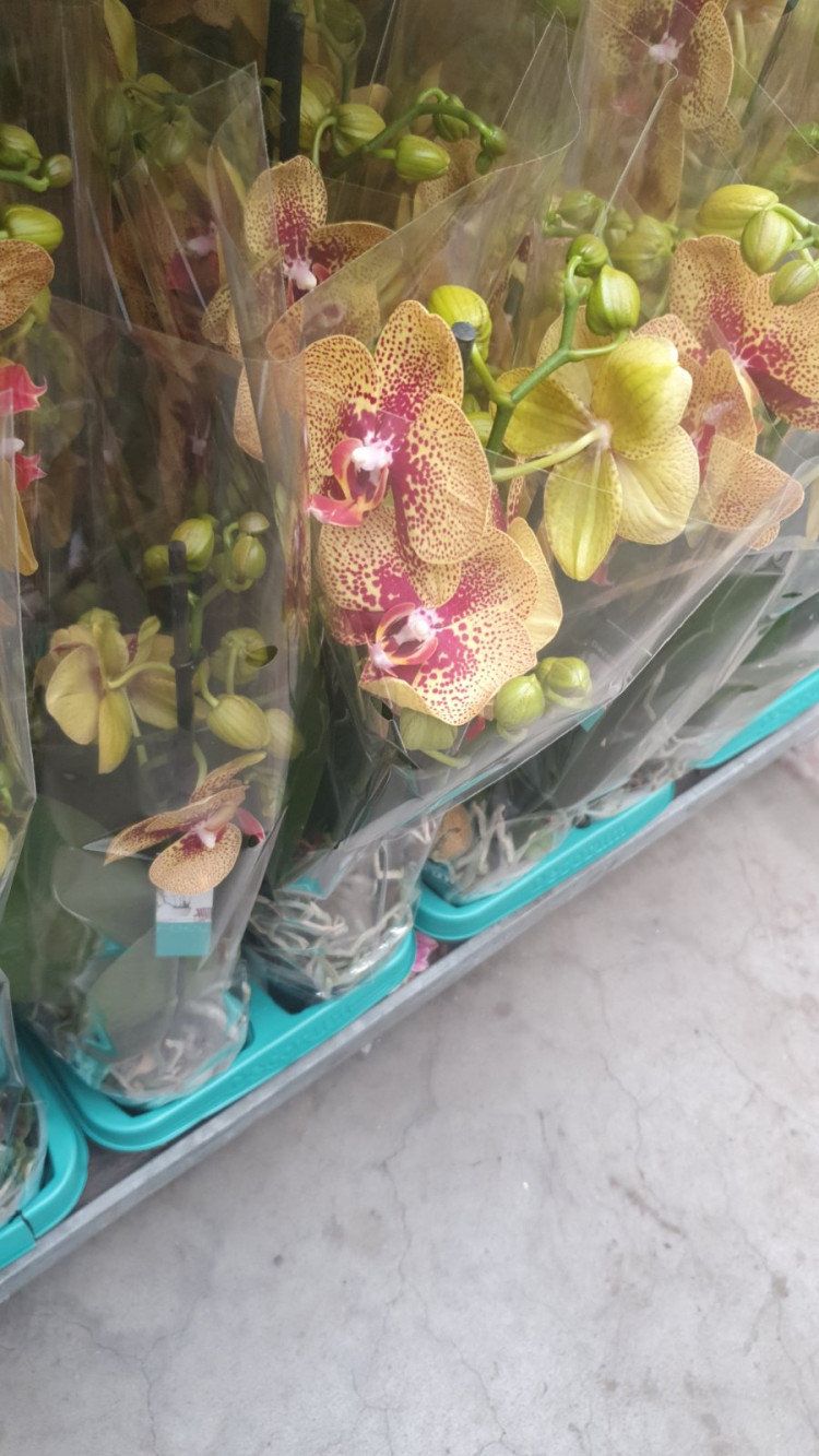 Phal 2-tak Baby Dinamite 12/55