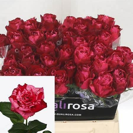 Rose Frou-frou 35 sm