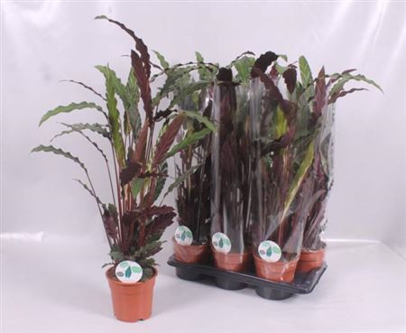 Calathea Ruf Wavestar 19/70