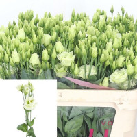 Eustoma Rosi White Holland 65 sm X10