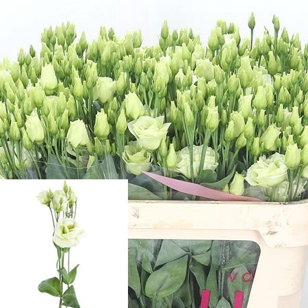 Eustoma Rosi White Holland 65 sm X10
