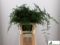 Asparagus Virgatus X 50