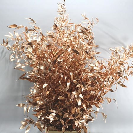 Ruscus Copper 60 cm