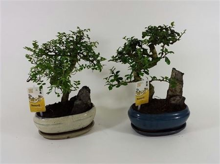 Bonsai Gemengd + Schotel