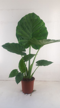 Alocasia Macrorrhizos 17/90