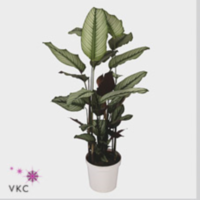 Calathea Whitestar