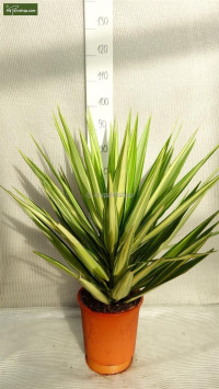 Yucca 12/55