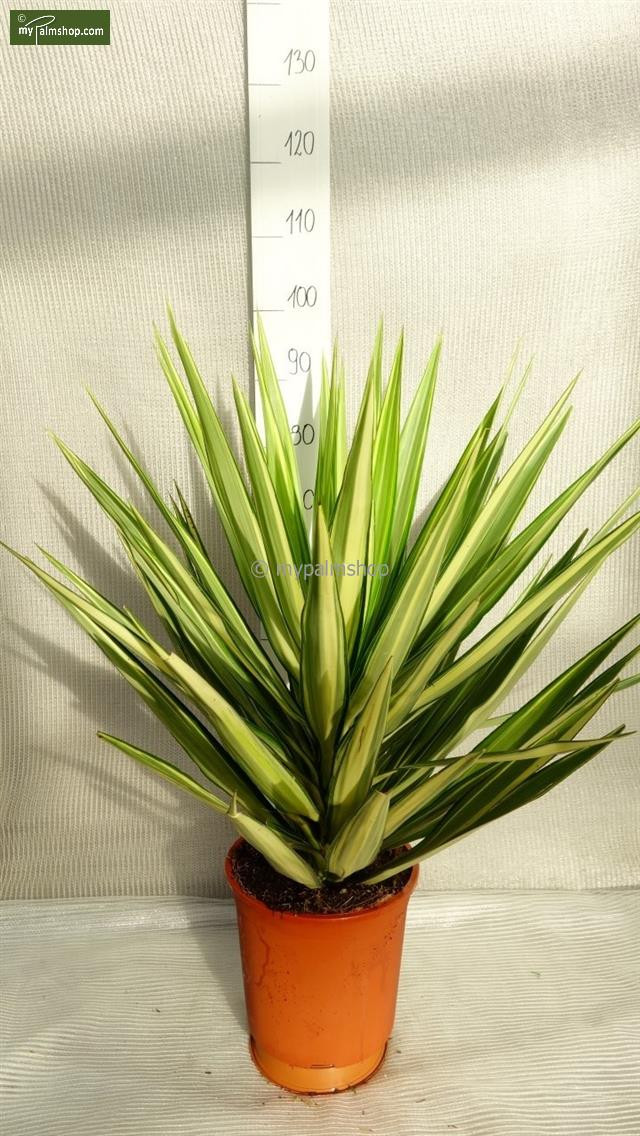 Yucca 12/55