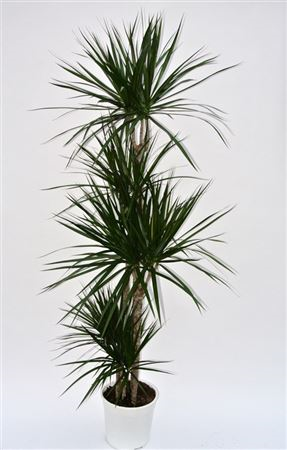Dracaena Marginata 5pp