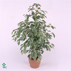Ficus Be Twilight (grower)