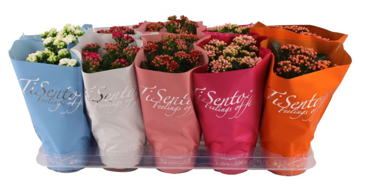 Kalanchoe Tisento Mix 12/25
