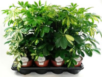 Schefflera Ar MIX 13/65