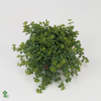 Peperomia Isabelle Hangpot