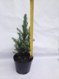 Picea Glauca Conica 12/45