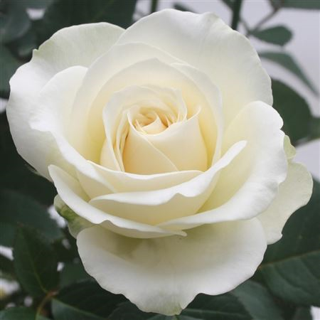 Rosa Bm Artistique White (grower)