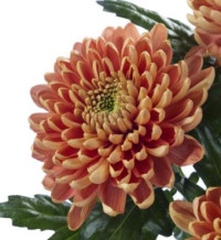 Chr G Rossano Orange X10