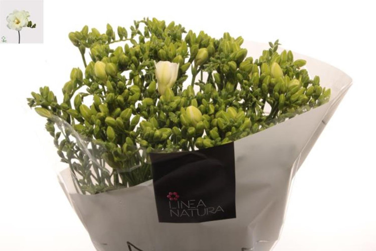 Freesia S White Holland  Х10