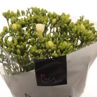 Freesia S White Holland  Х10 - FREESIA Z WHITE HOLLAND
