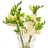 Freesia S White Holland  Х10 - 214-