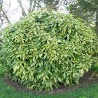 Aucuba Variegata 13/30 - Без названия (8)