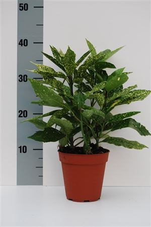 Aucuba Variegata 13/30