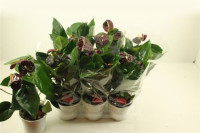 Anthurium Essencia Black 12/45