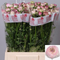 Ranunculus Cappuchino Holland