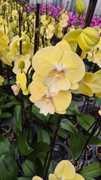 Phal 1-tak Limoncello Kiss 12/65