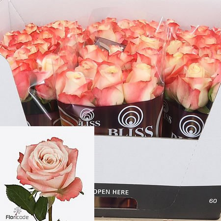 Rose Yashika 80 sm